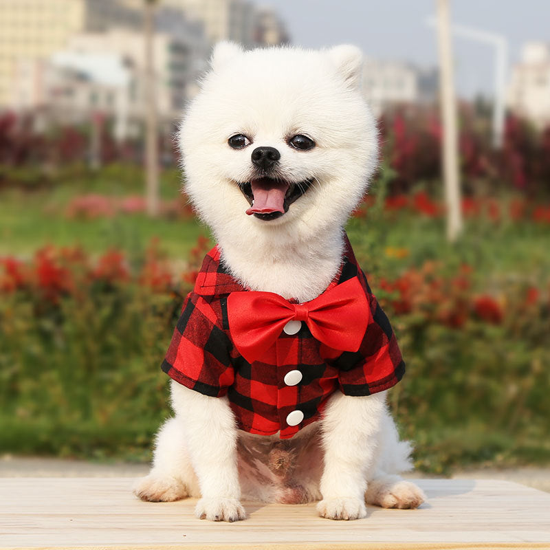 Elegant Dog Suit for Wedding or Special Occasion