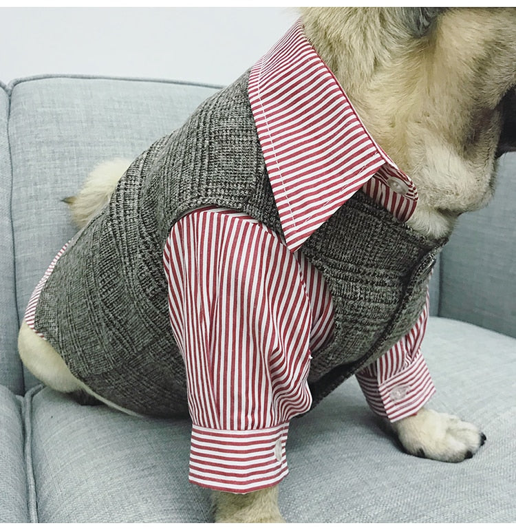 Special Occasion Suits for Dogs