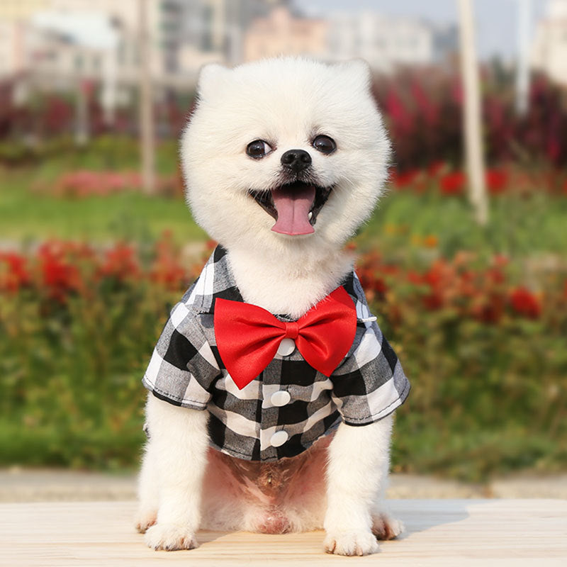 Elegant Dog Suit for Wedding or Special Occasion