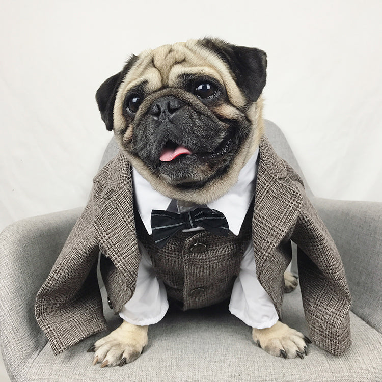 Special Occasion Suits for Dogs