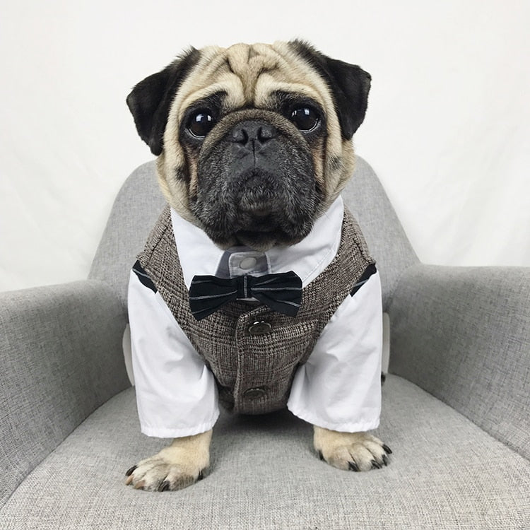 Special Occasion Suits for Dogs