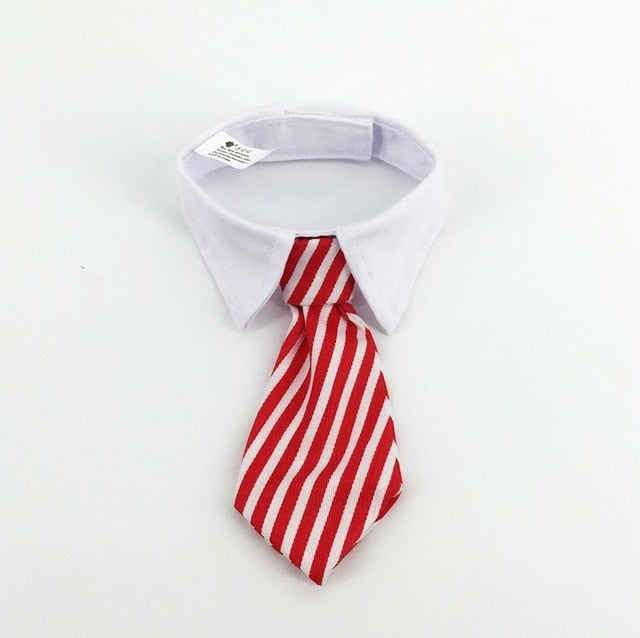 Collar with Necktie