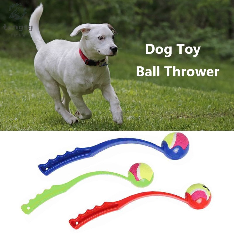 Interactive Ball Toy Training